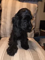 No Name, a male Cocker Spaniel for sale in Sheboygan, WI – Photo 5 of 5