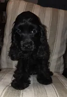 No Name, a male Cocker Spaniel for sale in Sheboygan, WI – Photo 2 of 5