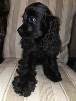 No Name, a male Cocker Spaniel for sale in Sheboygan, WI – Photo 3 of 5