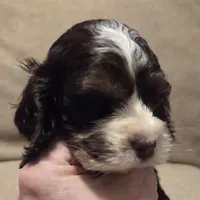 No Name, a female Cocker Spaniel for sale in Sheboygan, WI – 2 of 4
