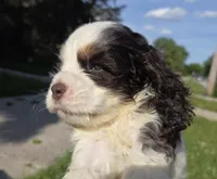 No Name, a male Cocker Spaniel for sale in Sheboygan, WI – 10 of 10