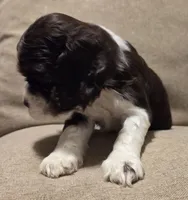 No Name, a male Cocker Spaniel for sale in Sheboygan, WI – 3 of 5