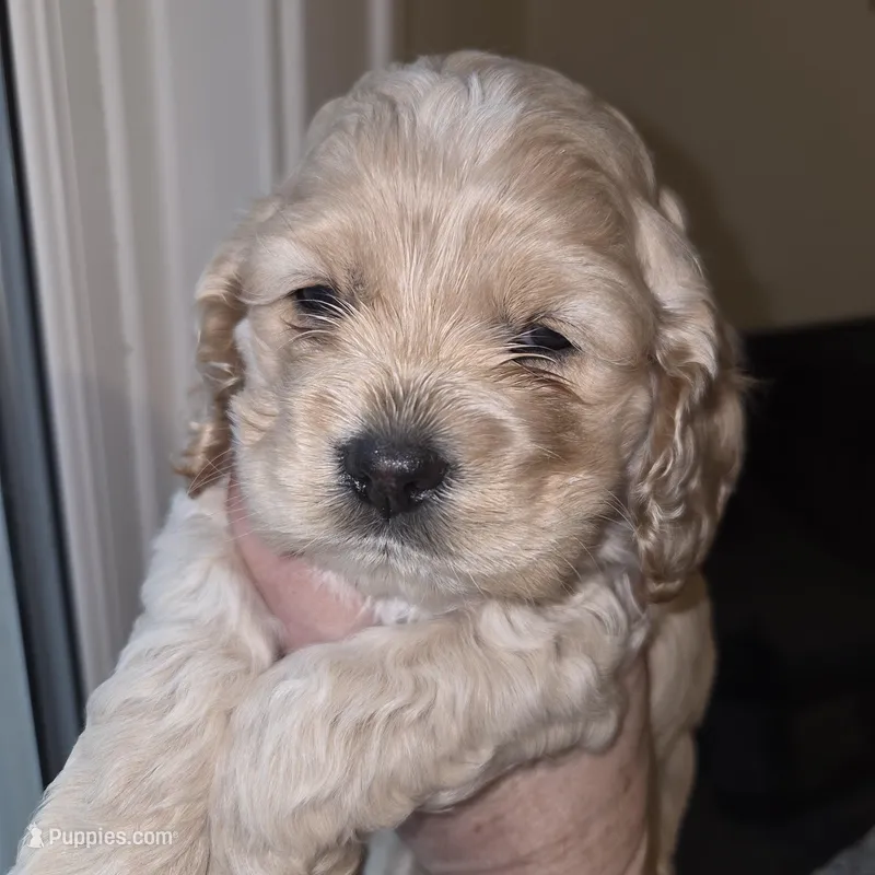 No Name – Cocker Spaniel puppy for sale in Sheboygan, WI