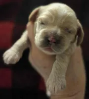 No Name, a male Cocker Spaniel for sale in Sheboygan, WI – Photo 1 of 4