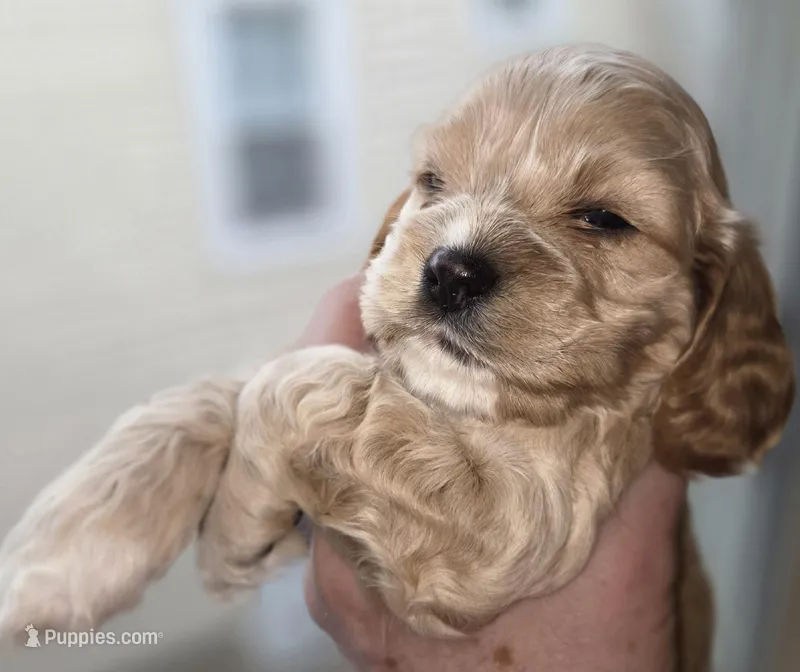 No Name – Cocker Spaniel puppy for sale in Sheboygan, WI