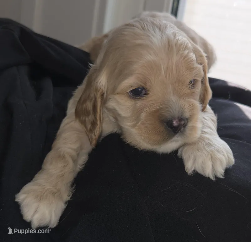 No Name – Cocker Spaniel puppy for sale in Sheboygan, WI