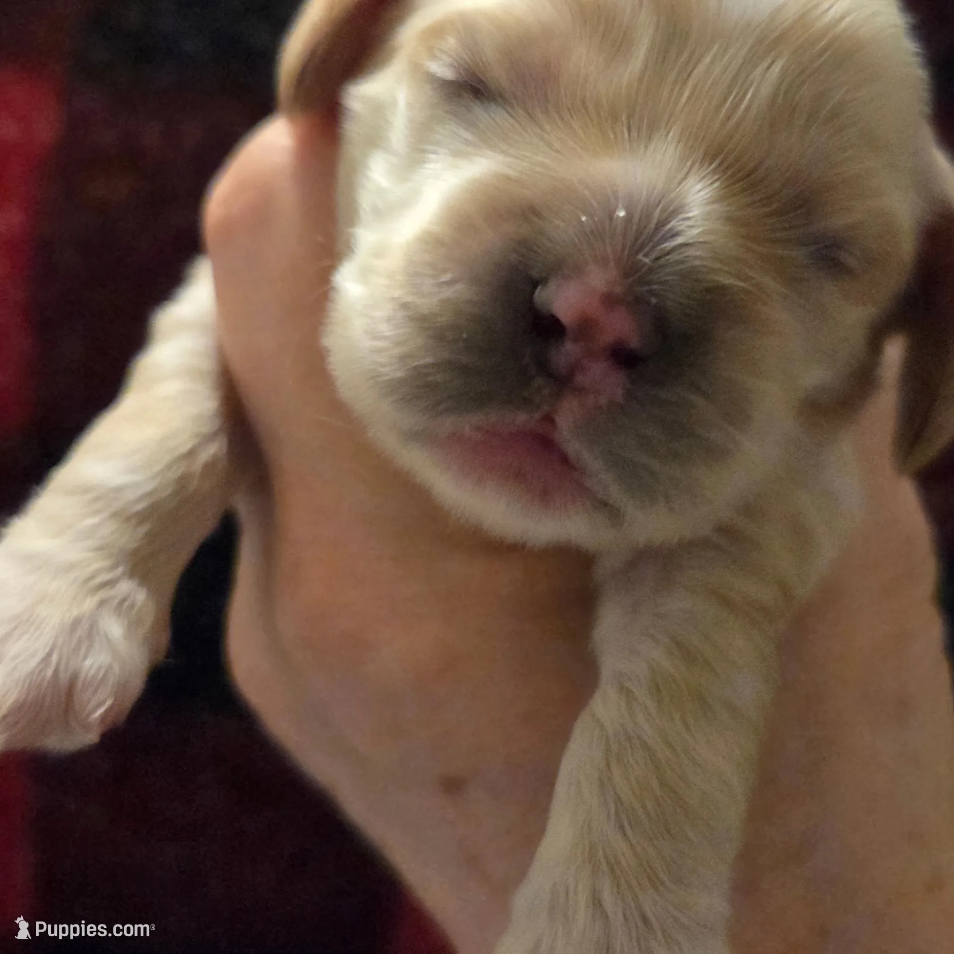 No Name, a male Cocker Spaniel for sale in Sheboygan, WI – Photo 2 of 4