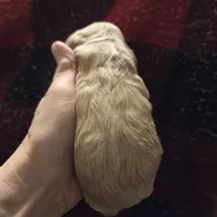 No Name, a male Cocker Spaniel for sale in Sheboygan, WI – Photo 4 of 4