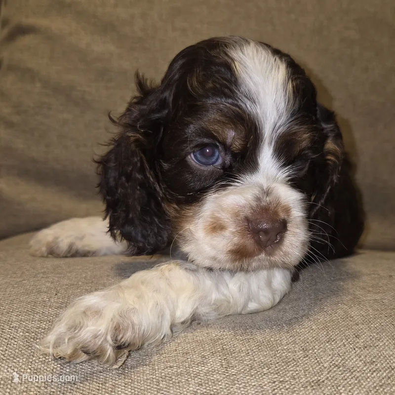 No Name – Cocker Spaniel puppy for sale in Sheboygan, WI