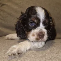 No Name, a male Cocker Spaniel for sale in Sheboygan, WI – 1 of 6