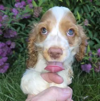 No Name, a male Cocker Spaniel for sale in Sheboygan, WI – 8 of 10