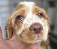 No Name, a male Cocker Spaniel for sale in Sheboygan, WI – 2 of 10