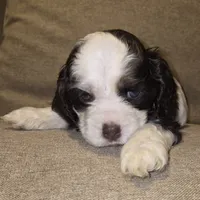 No Name, a male Cocker Spaniel for sale in Sheboygan, WI – 3 of 5
