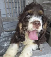 No Name, a male Cocker Spaniel for sale in Sheboygan, WI – 2 of 10