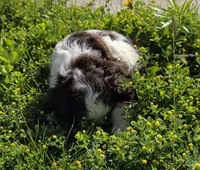 No Name, a male Cocker Spaniel for sale in Sheboygan, WI – 4 of 10