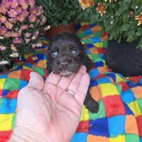 No Name, a male Cocker Spaniel for sale in Sheboygan, WI – Photo 5 of 9