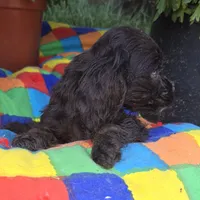 No Name, a male Cocker Spaniel for sale in Sheboygan, WI – Photo 4 of 9