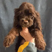 No Name, a male Cocker Spaniel for sale in Sheboygan, WI – Photo 1 of 9