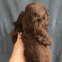 No Name, a male Cocker Spaniel for sale in Sheboygan, WI – Photo 2 of 9