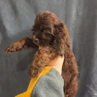 No Name, a male Cocker Spaniel for sale in Sheboygan, WI – Photo 3 of 9