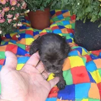 No Name, a male Cocker Spaniel for sale in Sheboygan, WI – Photo 9 of 9