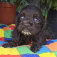 No Name, a male Cocker Spaniel for sale in Sheboygan, WI – Photo 7 of 9