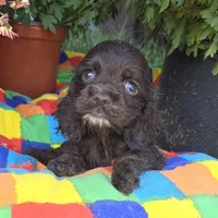 No Name, a male Cocker Spaniel for sale in Sheboygan, WI – Photo 8 of 9
