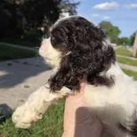 No Name, a male Cocker Spaniel for sale in Sheboygan, WI – 9 of 10