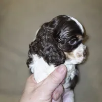 No Name, a male Cocker Spaniel for sale in Sheboygan, WI – 6 of 6