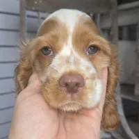 No Name, a male Cocker Spaniel for sale in Sheboygan, WI – 3 of 10