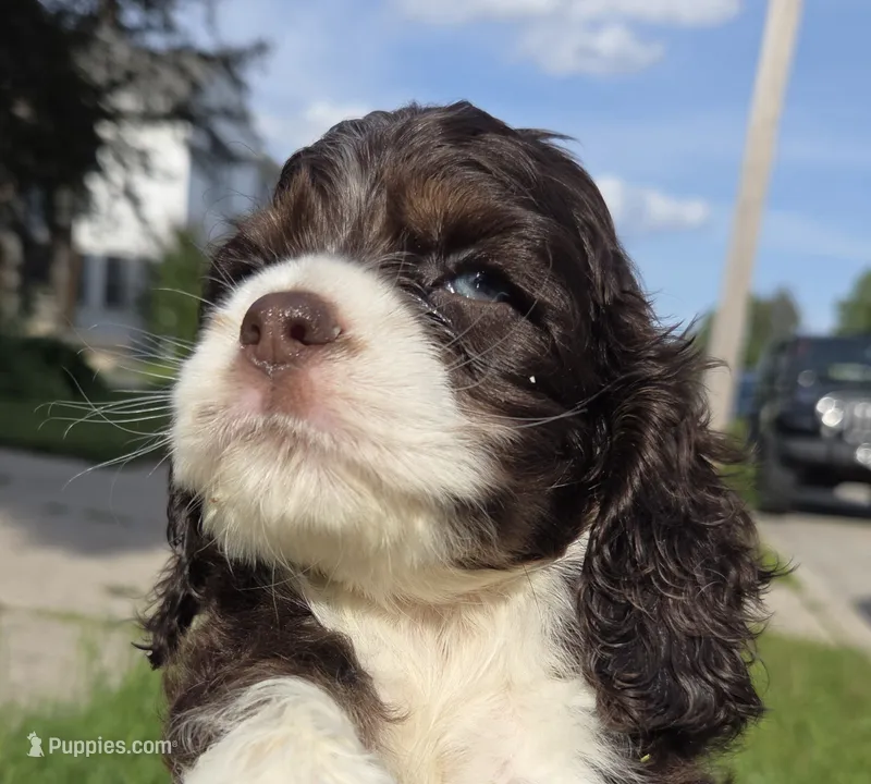 No Name – Cocker Spaniel puppy for sale in Sheboygan, WI