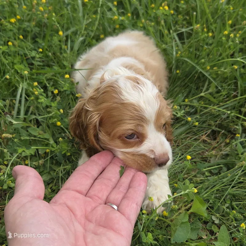 No Name – Cocker Spaniel puppy for sale in Sheboygan, WI