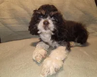 Wesley, a male Cocker Spaniel for sale in Sheboygan, WI – Photo 1 of 4