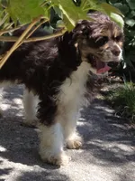 Wesley, a male Cocker Spaniel for sale in Sheboygan, WI – Photo 4 of 4