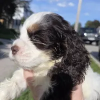 No Name, a male Cocker Spaniel for sale in Sheboygan, WI – 7 of 10