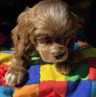 No Name, a male Cocker Spaniel for sale in Sheboygan, WI – Photo 5 of 6