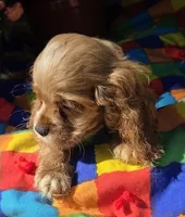 No Name, a male Cocker Spaniel for sale in Sheboygan, WI – Photo 1 of 6