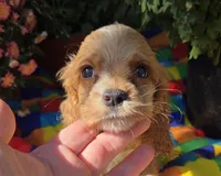 No Name, a male Cocker Spaniel for sale in Sheboygan, WI – Photo 3 of 6