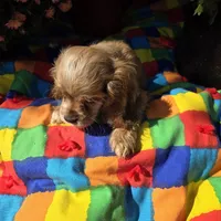 No Name, a male Cocker Spaniel for sale in Sheboygan, WI – Photo 4 of 6