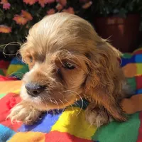 No Name, a male Cocker Spaniel for sale in Sheboygan, WI – Photo 6 of 6