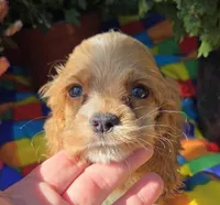 No Name, a male Cocker Spaniel for sale in Sheboygan, WI – Photo 2 of 6