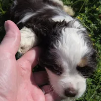 No Name, a male Cocker Spaniel for sale in Sheboygan, WI – 5 of 10