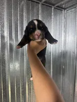 Jack, a male Bernese Mountain Dog for sale in Plainville, GA – 1 of 3