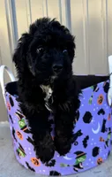 Toby, a male Miniature Aussiedoodle for sale in Plainville, GA – 2 of 2