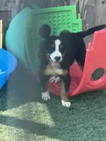 Ruby, a female Bernese Mountain Dog for sale in Plainville, GA – 2 of 6