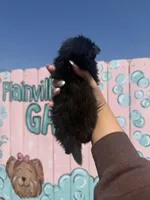 Blue, a male Pomeranian for sale in Plainville, GA – Photo 3 of 4