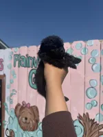 Blue, a male Pomeranian for sale in Plainville, GA – Photo 2 of 4