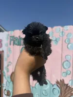 Blue, a male Pomeranian for sale in Plainville, GA – Photo 1 of 4