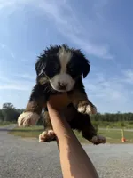 Rose, a female Bernese Mountain Dog for sale in Plainville, GA – Photo 1 of 2
