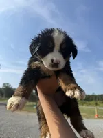 Rose, a female Bernese Mountain Dog for sale in Plainville, GA – Photo 2 of 2